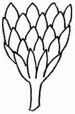 Involucre - Imbricate